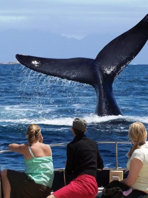 Whale-Watching strand