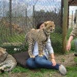 cheetah outreach things to do in strand